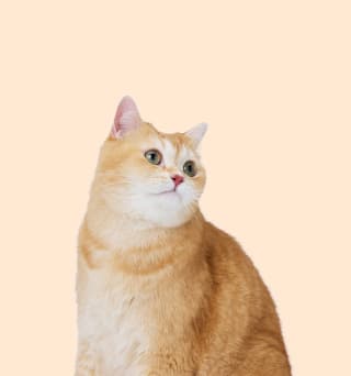 CAT FOOT