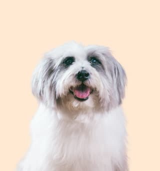 DOG FOOD