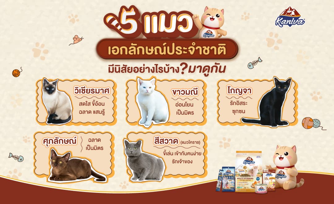 5 แมวเอกลักษณ์ประจำชาติไทย เสน่ห์ของแมวไทยโบราณที่คนรักแมวต้องรู้