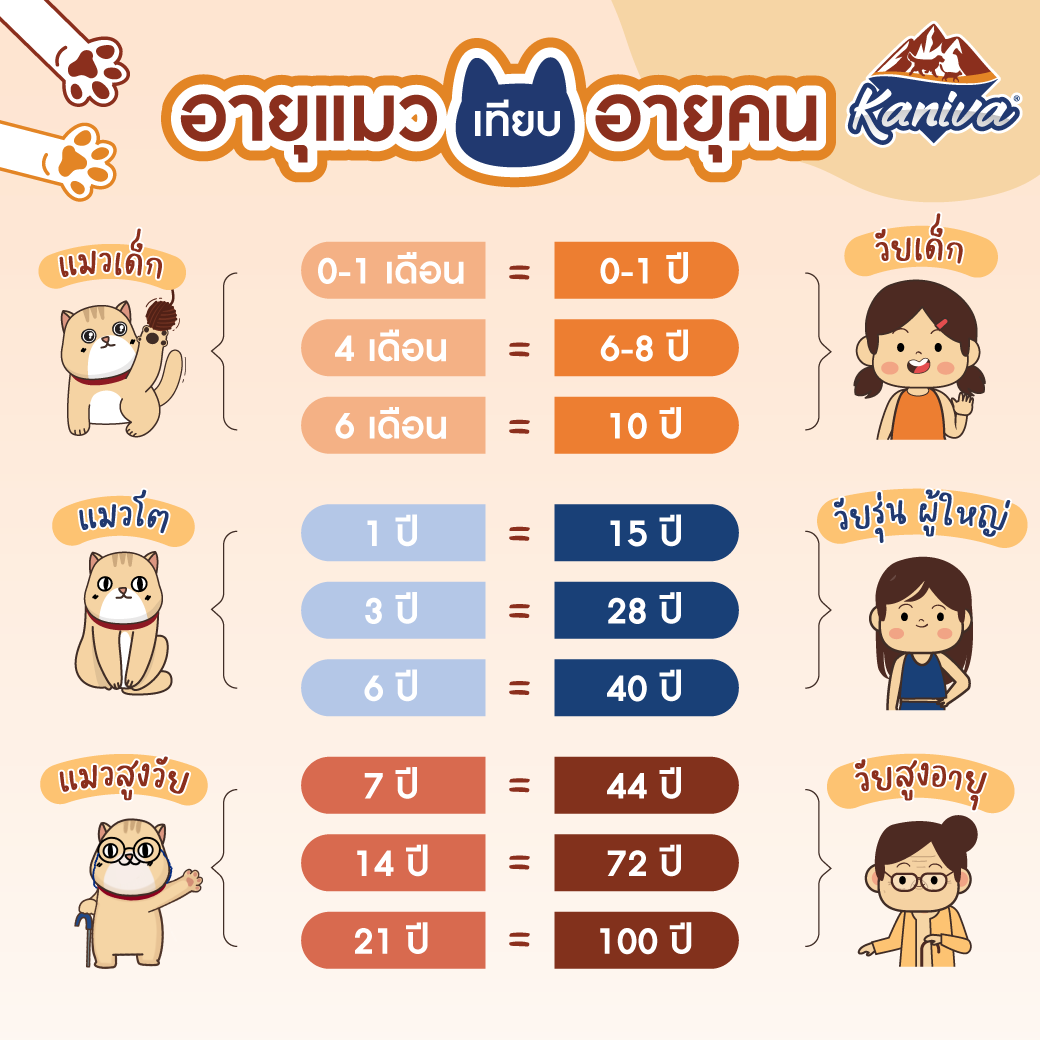 อายุแมวเมื่อเทียบกับคน: แมวของคุณอายุเท่าไหร่ในโลกของมนุษย์?