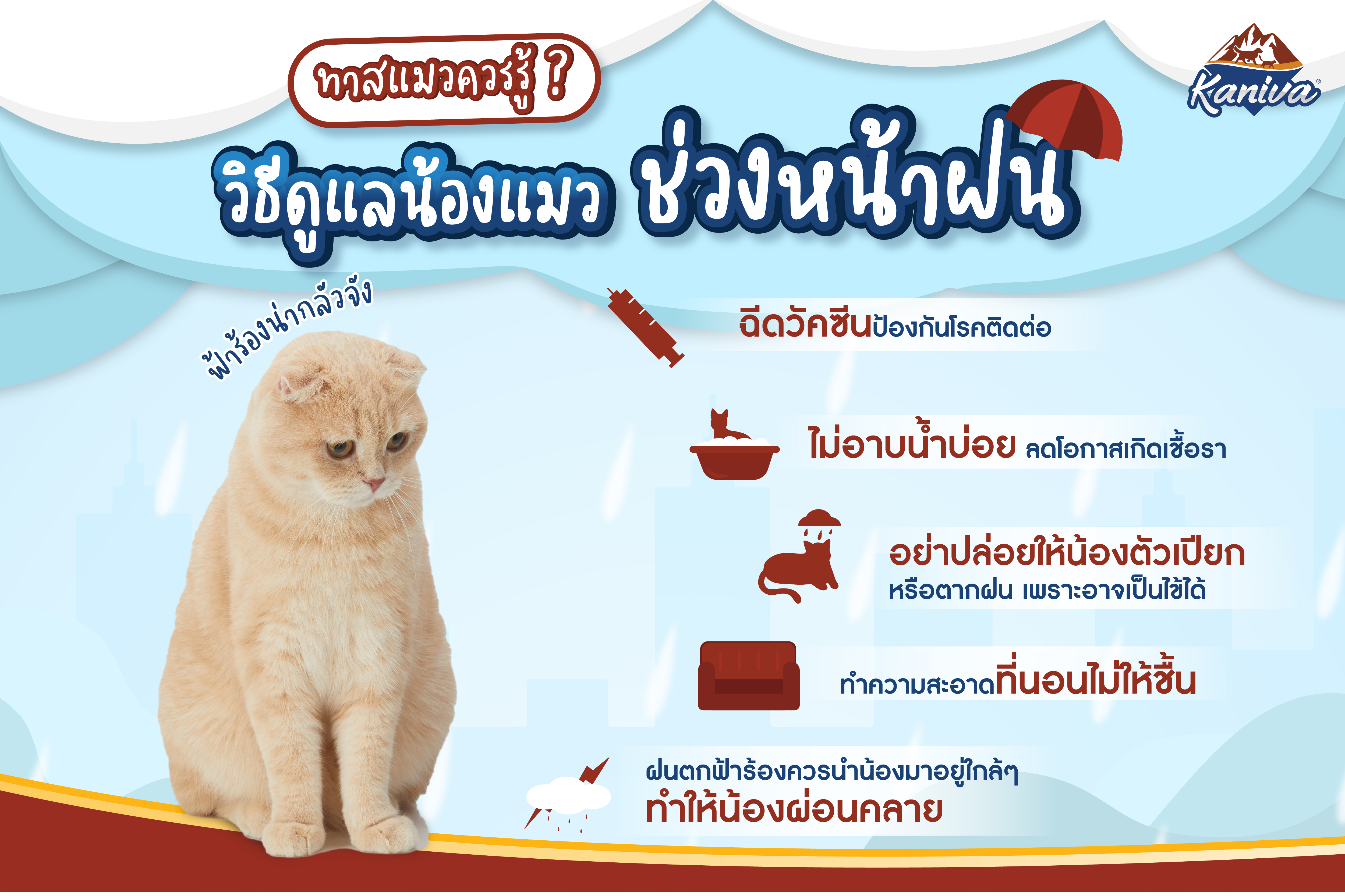 5 วิธี! ดูแลน้องแมวในช่วงหน้าฝน