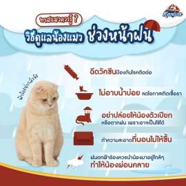 5 วิธี! ดูแลน้องแมวในช่วงหน้าฝน